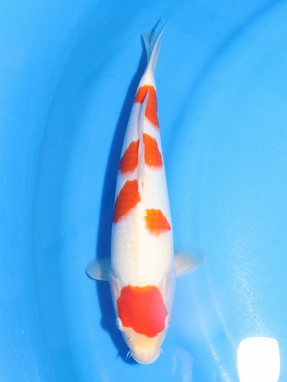 桃太郎の金蒔絵印籠　銘：松花斎（根付　鯉・魚） 桃太郎の金蒔絵印籠 銘：松花斎（根付 鯉・魚）