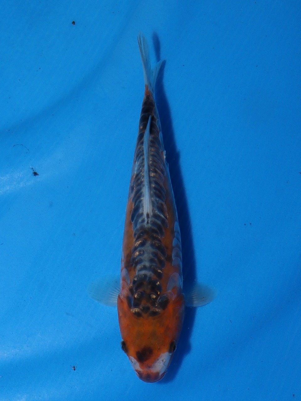 三鯉魚 令和四年度 第15回 NAMIKIKOI 夏の出品 昭和三色 明け3