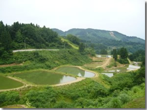Matsuda Koi Farm