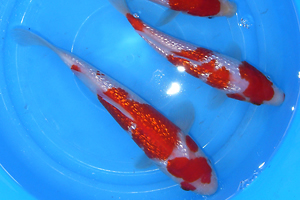 DAIYA KOHAKU