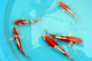 KIKUSUI