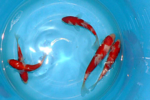 KOHAKU