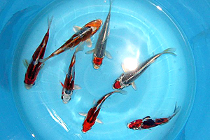 KUJAKU OGON