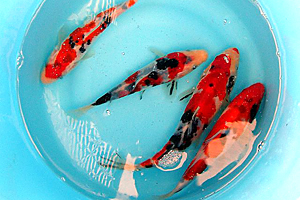 TAISHO SANSHOKU