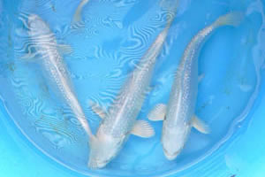 DAIYA PLATINA