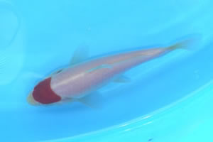 TANCHO