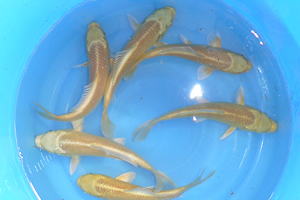 YAMABUKI OGON
