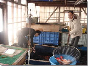 koi farm Matsuda JAPAN Nishikigoi