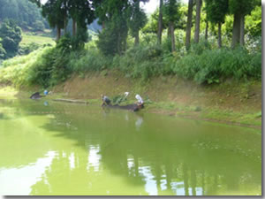 Koi farm