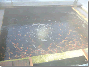 Koi farm
