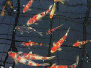 Koi