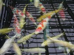 Koi Carp
