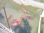 Koi Fish Disease